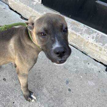 Kali -  Mixed Breed Dog for Adoption in Greensboro, North Carolina - Kali | PetCurious