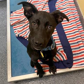TRIXIE -  Labrador Retriever and Mixed Breed Dog for Adoption in St. Louis, Missouri - TRIXIE | PetCurious