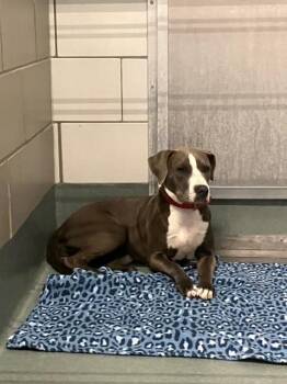 ZOFRAN -  Pit Bull Terrier and Mixed Breed Dog for Adoption in Baytown, Texas - ZOFRAN | PetCurious