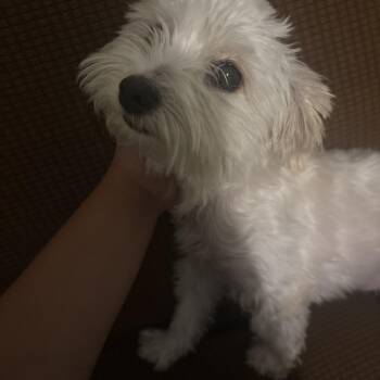 Lola Mae -  Maltese Dog for Adoption in Martinez, California - Lola Mae | PetCurious