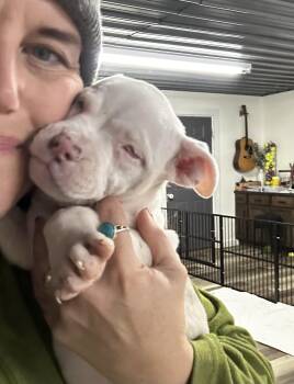 Rescue American Bully Dogs for Adoption in Brownstown, Indiana - Amora | PetCurious