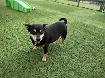 Corgi Dogs Available for Adoption in Winter Garden, Florida - Amiah | PetCurious