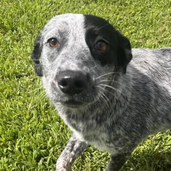 Cattle Dog and Australian Shepherd Dogs Available for Adoption in Clarksville, Arkansas - Macy | PetCurious