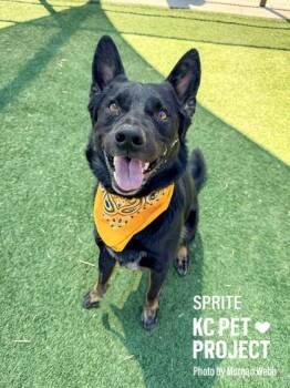 Mixed Breed Dogs Available for Adoption in Kansas City, Missouri - Sprite | PetCurious