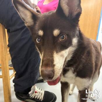 Australian Shepherd and Husky Dogs Available for Adoption in Washington, District Of Columbia - Rock Star | PetCurious