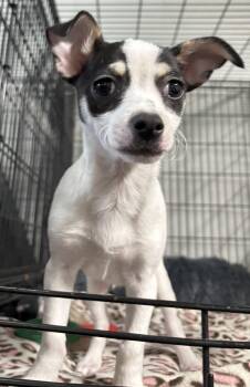 Rat Terrier Dogs Available for Adoption - Jack Jack - CCHS | PetCurious
