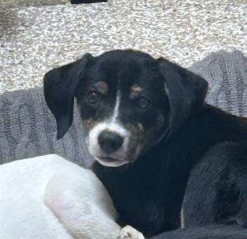 SOPHIE -  Labrador Retriever and Mixed Breed Dog for Adoption in Colorado Springs, Colorado - SOPHIE | PetCurious