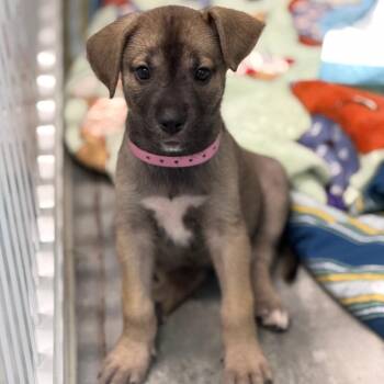 HAZEL AKA HERA -  Great Dane and German Shepherd Dog Dog for Adoption in West Palm Beach, Florida - HAZEL AKA HERA | PetCurious