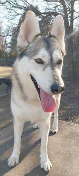 Siberian Husky Dogs Available for Adoption - Daisy | PetCurious