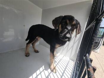 Rescue German Shepherd Dog and Mixed Breed Dogs for Adoption in Houston, Texas - A639654 | PetCurious