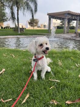 Audrey -  Poodle Dog for Adoption in Gig Harbor, Washington - Audrey | PetCurious