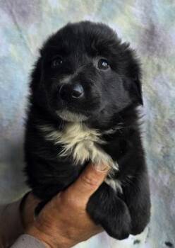 Alaskan Malamute and German Shepherd Dog Dogs Available for Adoption in Malvern, Pennsylvania - Nate | PetCurious