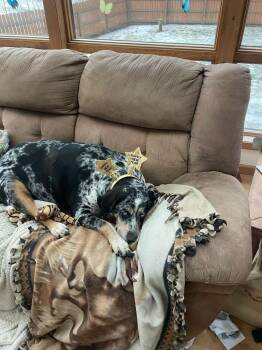Trixie - Courtesy Listing see info -  Hound Dog for Adoption in Polson, Montana - Trixie - Courtesy Listing See Info | PetCurious