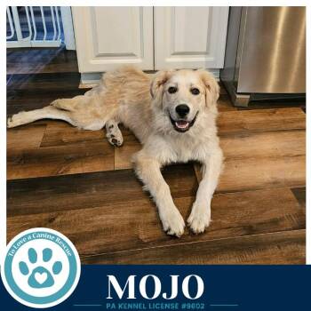 Mojo 080826 -  Great Pyrenees and Golden Retriever Dog for Adoption in Kimberton, Pennsylvania - Mojo 080826 | PetCurious