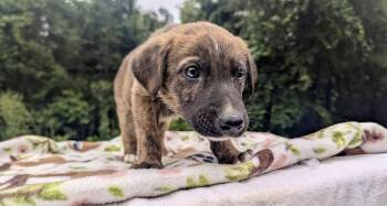 REMI -  German Shepherd Dog Dog for Adoption in Fosters, Alabama - REMI | PetCurious