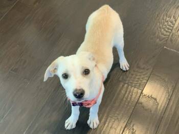 Tien Shinhen -  Labrador Retriever Dog for Adoption in Milton, Georgia - Tien Shinhen | PetCurious