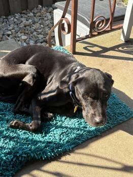 Angel-Not Accepting Applications Yet -  Black Labrador Retriever Dog for Adoption in Medina, Ohio - Angel-Not Accepting Applications Yet | PetCurious