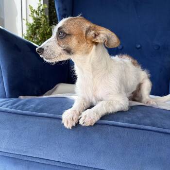 Bitty -  Chihuahua and Terrier Dog for Adoption in Poway, California - Bitty | PetCurious