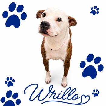 WRILLO -  Mixed Breed Dog for Adoption in Memphis, Tennessee - WRILLO | PetCurious