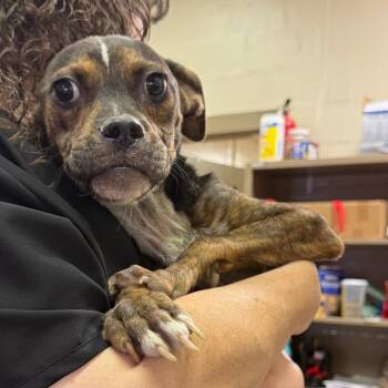 Goose -  Terrier Dog for Adoption - Goose | PetCurious