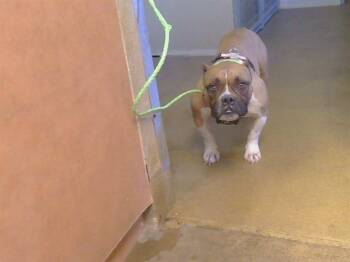 SUNFLOWER -  American Bulldog and Mixed Breed Dog for Adoption in Sacramento, California - SUNFLOWER | PetCurious