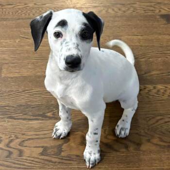 Mixed Breed Dogs Available for Adoption in Olathe, Kansas - Cheddar | PetCurious