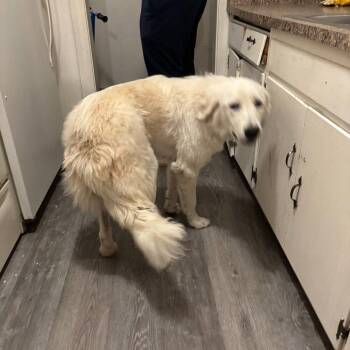 Great Pyrenees and Golden Retriever Dogs Available for Adoption - NUNA | PetCurious