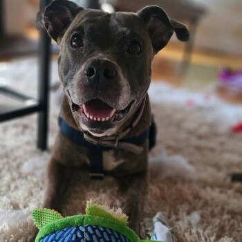 Chloe -  Mixed Breed Dog for Adoption in Bangall, New York - Chloe | PetCurious