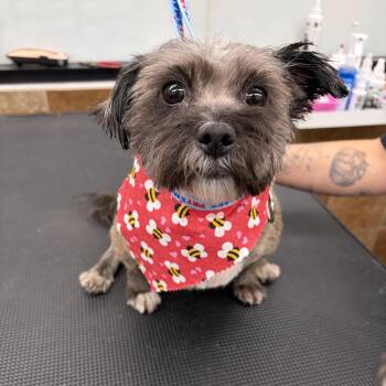 Spice Girl Donut - Local Girl -  Shih Tzu and Yorkie Poo Dog for Adoption in Andover, Massachusetts - Spice Girl Donut - Local Girl | PetCurious