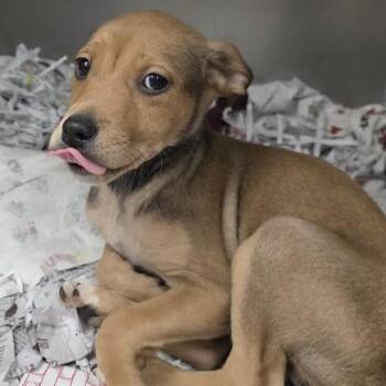 Siberian Husky and Rottweiler Dogs Available for Adoption in St. Louis, Missouri - DAFFODIL | PetCurious