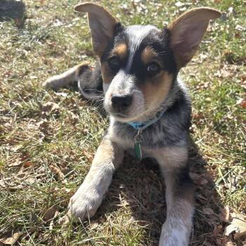 Green Bean -  Mixed Breed Dog for Adoption in Buffalo, Minnesota - Green Bean | PetCurious