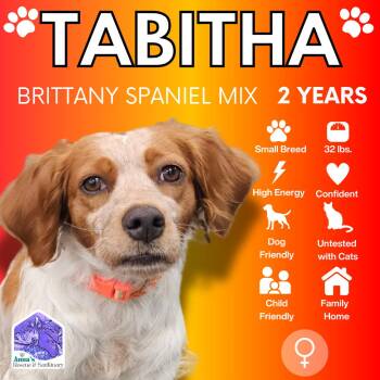 Rescue Brittany Spaniel and Setter Dogs for Adoption in Aurora, Ontario - Tabitha | PetCurious