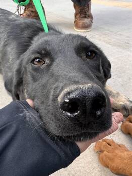 German Shepherd Dog and Mixed Breed Dogs Available for Adoption in Albuquerque, New Mexico - QUINCY | PetCurious