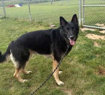 King -  German Shepherd Dog and Mixed Breed Dog for Adoption in Quakertown, Pennsylvania - King | PetCurious