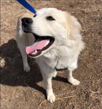 Brittany -  Husky and Retriever Dog for Adoption in Thompson Falls, Montana - Brittany | PetCurious