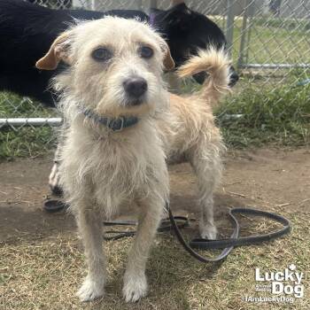 KJ -  Cairn Terrier Dog for Adoption in Washington, District Of Columbia - KJ | PetCurious