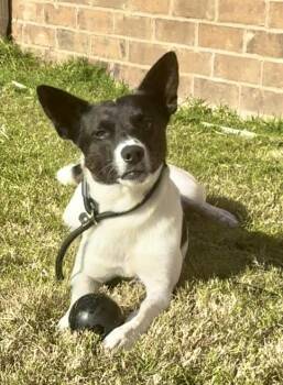 Rescue Rat Terrier and Jack Russell Terrier Dogs for Adoption in Tunica, Mississippi - Skippy | PetCurious