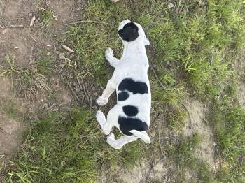 English Springer Spaniel and Flat Coated Retriever Dogs Available for Adoption - Max | PetCurious