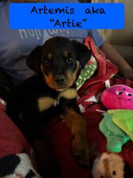 Rottweiler Dogs Available for Adoption in West Milwaukee, Wisconsin - Artemis $650 | PetCurious