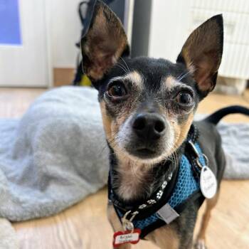 Bigad Shaban 14331 -  Chihuahua Dog for Adoption in San Francisco, California - Bigad Shaban 14331 | PetCurious