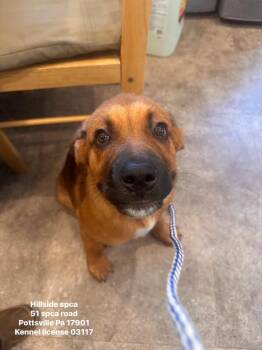 Cider -  Rottweiler and Saint Bernard Dog for Adoption in Pottsville, Pennsylvania - Cider | PetCurious