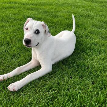 Romeo -  American Bulldog and Dalmatian Dog for Adoption in Chatham, New Jersey - Romeo | PetCurious