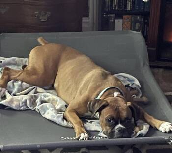 Boxer Dogs Available for Adoption in Monticello, New York - Ava | PetCurious