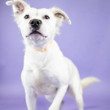 Yuki -  Mixed Breed Dog for Adoption in Portland, Oregon - Yuki | PetCurious