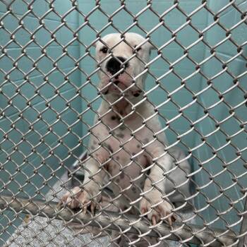 Mixed Breed Dogs Available for Adoption in Port Charlotte, Florida - Waffles | PetCurious