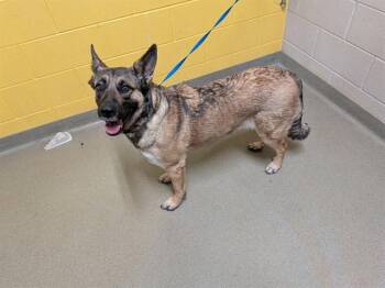 MELODY -  German Shepherd Dog and Mixed Breed Dog for Adoption in Colorado Springs, Colorado - MELODY | PetCurious