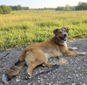 Goji/Josie -  Spaniel and Shetland Sheepdog Sheltie Dog for Adoption in Hardeeville, South Carolina - Goji/Josie | PetCurious