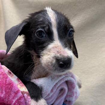 Velvet -  Terrier and Mixed Breed Dog for Adoption in San Antonio, Texas - Velvet | PetCurious