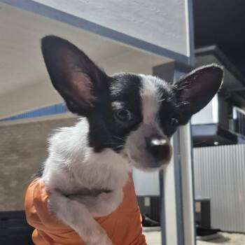 GUMDROP -  Chihuahua Dog for Adoption in San Antonio, Texas - GUMDROP | PetCurious