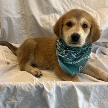 Raven -  Mixed Breed Dog for Adoption in Canal Winchester, Ohio - Raven | PetCurious